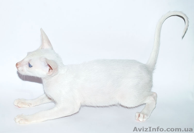 Ориентальные и сиамские кошечки - <ro>Изображение</ro><ru>Изображение</ru> #3, <ru>Объявление</ru> #15973