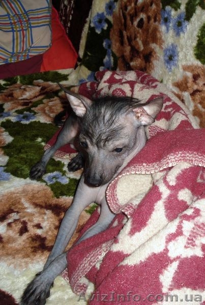 Щенок китайской хохлатой собаки! - <ro>Изображение</ro><ru>Изображение</ru> #1, <ru>Объявление</ru> #13435