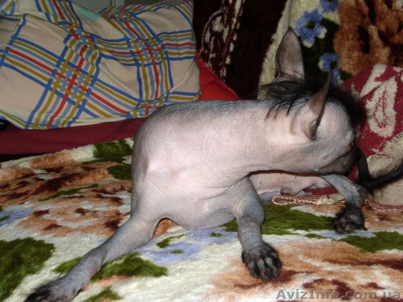 Щенок китайской хохлатой собаки! - <ro>Изображение</ro><ru>Изображение</ru> #2, <ru>Объявление</ru> #13435