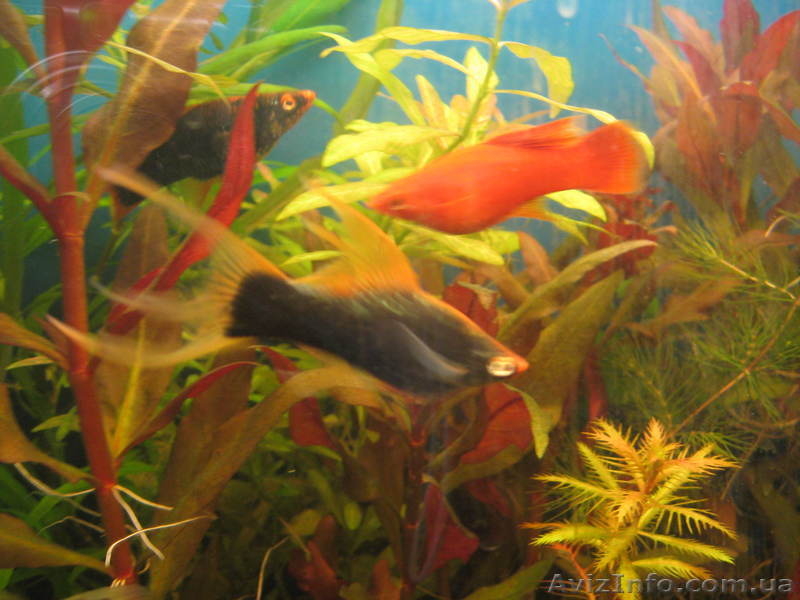 Продам живородящих рыб - <ro>Изображение</ro><ru>Изображение</ru> #3, <ru>Объявление</ru> #11934