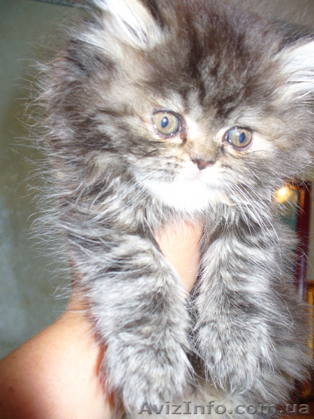 продам персидских котят - <ro>Изображение</ro><ru>Изображение</ru> #3, <ru>Объявление</ru> #12513