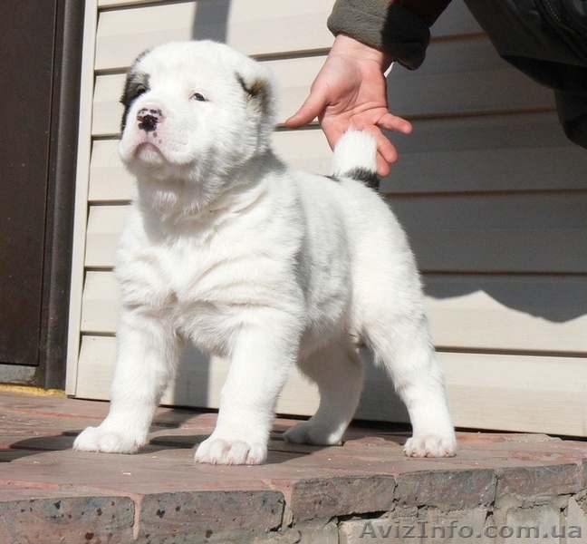  среднеазиатская овчарка (алабай) щенки - <ro>Изображение</ro><ru>Изображение</ru> #1, <ru>Объявление</ru> #15407