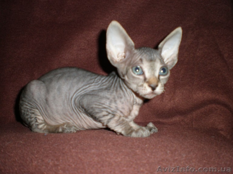 Котята канадского сфинкса - <ro>Изображение</ro><ru>Изображение</ru> #3, <ru>Объявление</ru> #13529