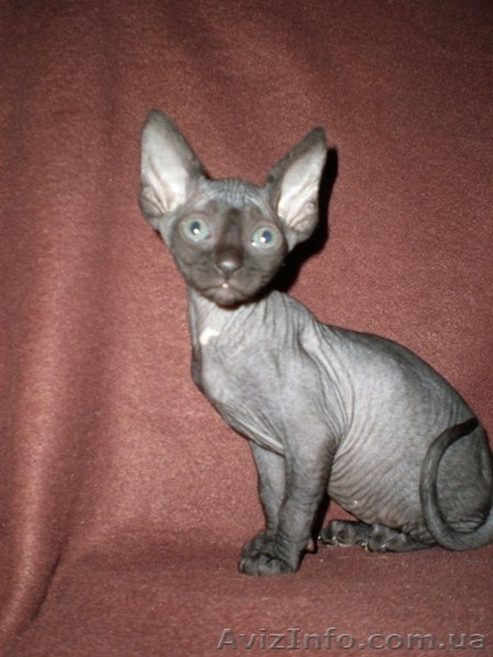 Котята канадского сфинкса - <ro>Изображение</ro><ru>Изображение</ru> #1, <ru>Объявление</ru> #13529