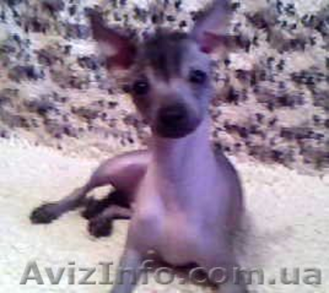 Щенок китайской хохлатой собаки! - <ro>Изображение</ro><ru>Изображение</ru> #3, <ru>Объявление</ru> #13435