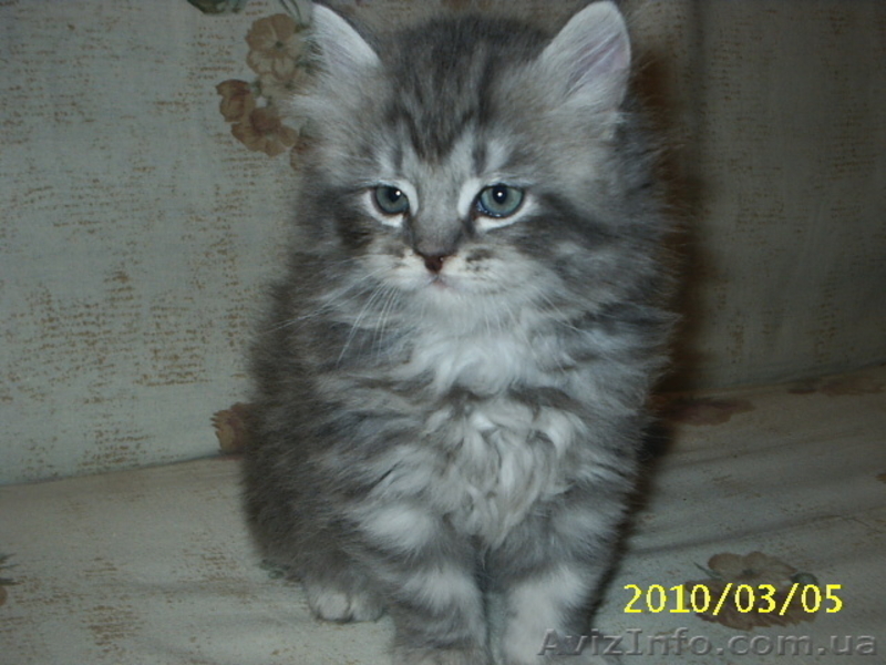 Котята-персы классические, мальчики - <ro>Изображение</ro><ru>Изображение</ru> #2, <ru>Объявление</ru> #18609