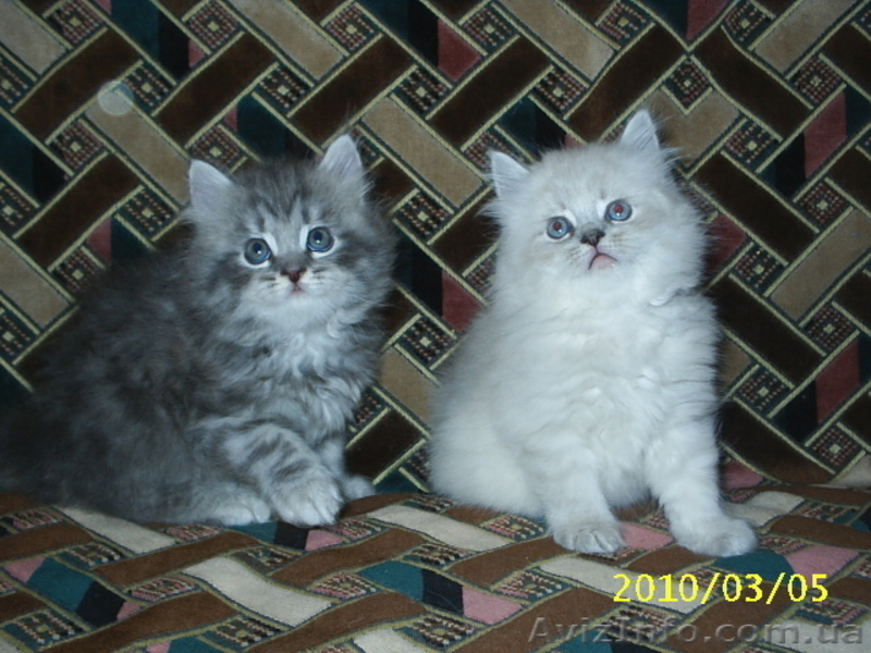 Котята-персы классические, мальчики - <ro>Изображение</ro><ru>Изображение</ru> #1, <ru>Объявление</ru> #18609