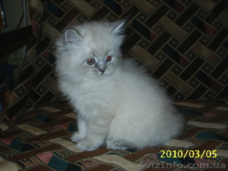Котята-персы классические, мальчики - <ro>Изображение</ro><ru>Изображение</ru> #3, <ru>Объявление</ru> #18609