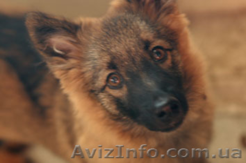 Отдам в добрые руки маленькую собачку - <ro>Изображение</ro><ru>Изображение</ru> #1, <ru>Объявление</ru> #12410