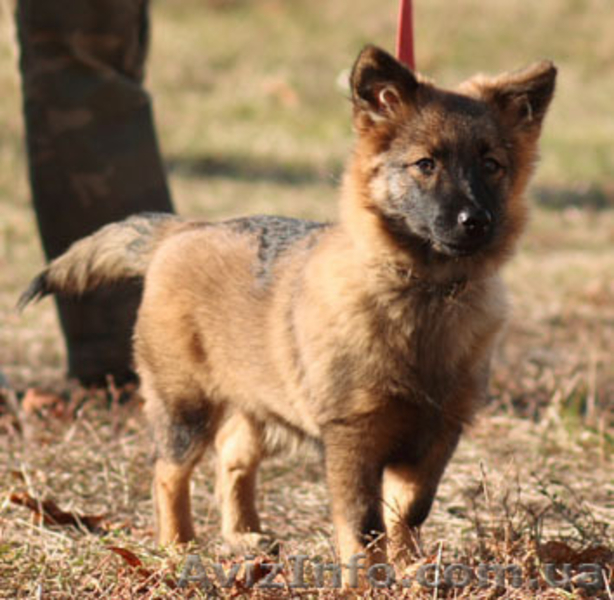 Отдам в добрые руки маленькую собачку - <ro>Изображение</ro><ru>Изображение</ru> #2, <ru>Объявление</ru> #12410