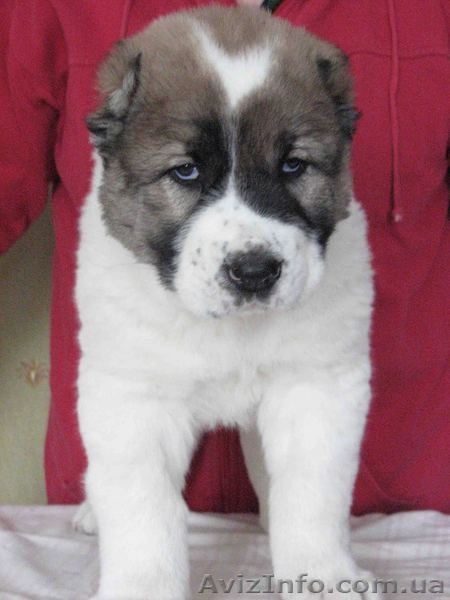  среднеазиатская овчарка (алабай) щенки - <ro>Изображение</ro><ru>Изображение</ru> #3, <ru>Объявление</ru> #15407