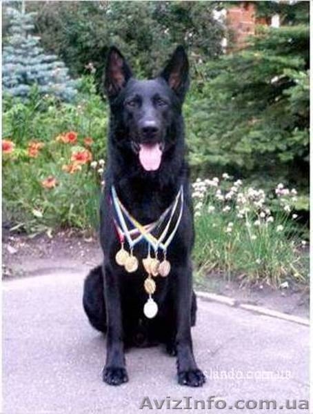 Черные восточно европейские овчарки(6 мес.) - <ro>Изображение</ro><ru>Изображение</ru> #1, <ru>Объявление</ru> #14189