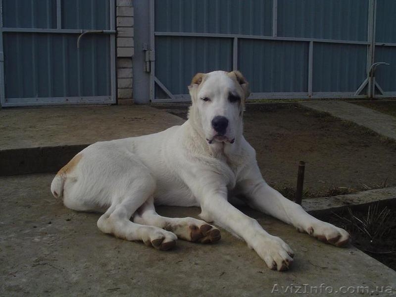 Щенок (Алабая) Среднеазиатской овчарки - <ro>Изображение</ro><ru>Изображение</ru> #1, <ru>Объявление</ru> #21274