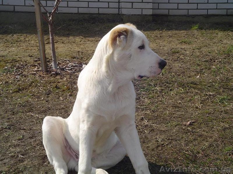 Щенок (Алабая) Среднеазиатской овчарки - <ro>Изображение</ro><ru>Изображение</ru> #3, <ru>Объявление</ru> #21274