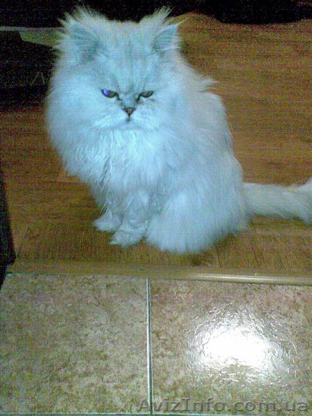 Котята перс классик серебристая шиншила - <ro>Изображение</ro><ru>Изображение</ru> #3, <ru>Объявление</ru> #25550