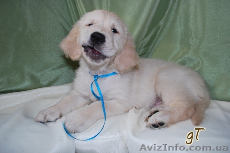 Голден ретривер - Золотистый ретривер - <ro>Изображение</ro><ru>Изображение</ru> #1, <ru>Объявление</ru> #26409