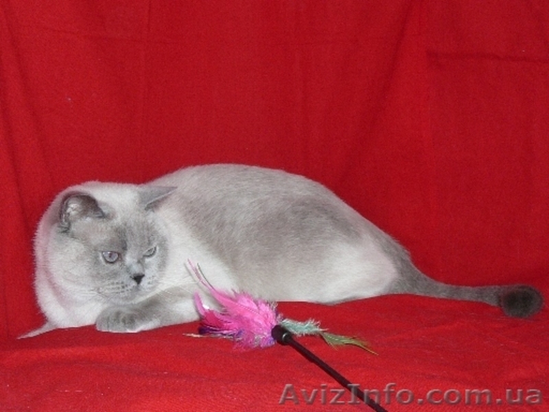 Шотландские и британские котята - <ro>Изображение</ro><ru>Изображение</ru> #2, <ru>Объявление</ru> #20544