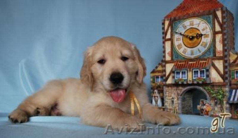 Щенки Золотистого (голден) Ретривера - <ro>Изображение</ro><ru>Изображение</ru> #1, <ru>Объявление</ru> #18779