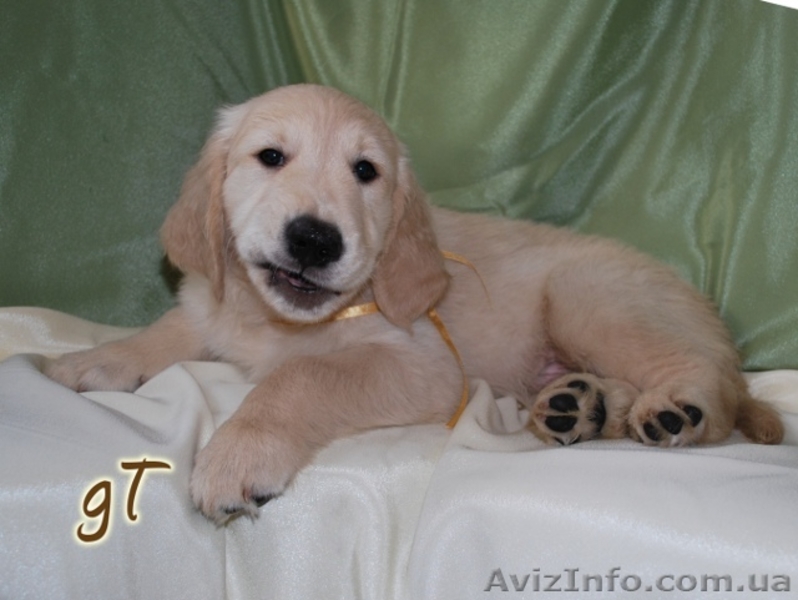 Голден ретривер - Золотистый ретривер - <ro>Изображение</ro><ru>Изображение</ru> #2, <ru>Объявление</ru> #26409