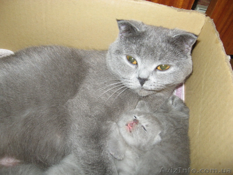 Продается котенок, порода-шотландская вислоухая - <ro>Изображение</ro><ru>Изображение</ru> #1, <ru>Объявление</ru> #25734