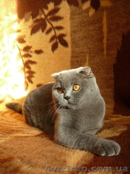 Шотландские и британские котята - <ro>Изображение</ro><ru>Изображение</ru> #3, <ru>Объявление</ru> #20544