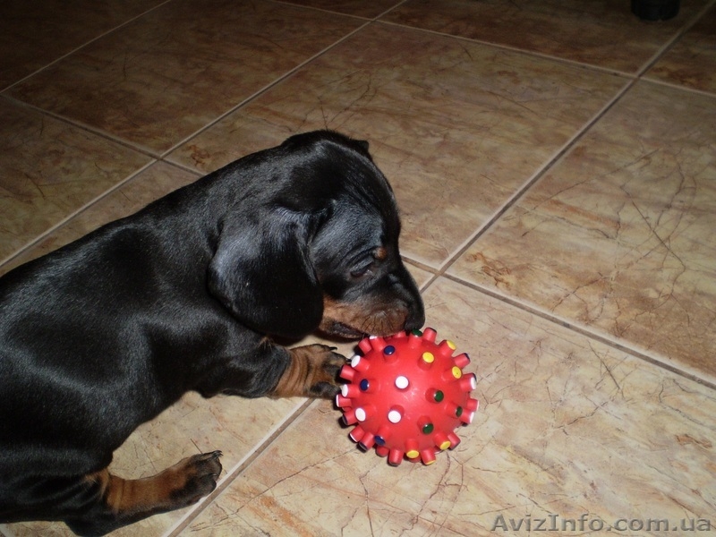 Щенки гладкошерстной таксы от титулованных родителей с международной  родословно - <ro>Изображение</ro><ru>Изображение</ru> #2, <ru>Объявление</ru> #23981
