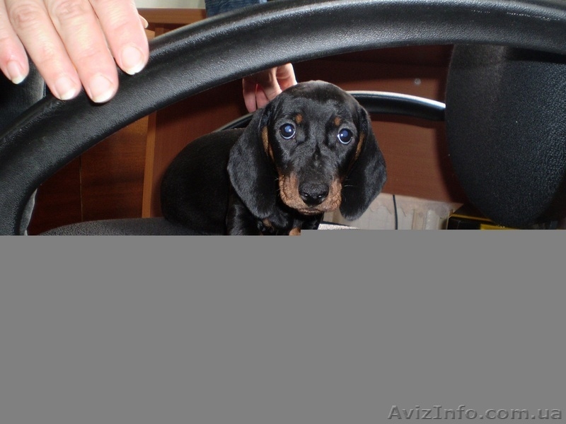 Щенки гладкошерстной таксы от титулованных родителей с международной  родословно - <ro>Изображение</ro><ru>Изображение</ru> #1, <ru>Объявление</ru> #23981