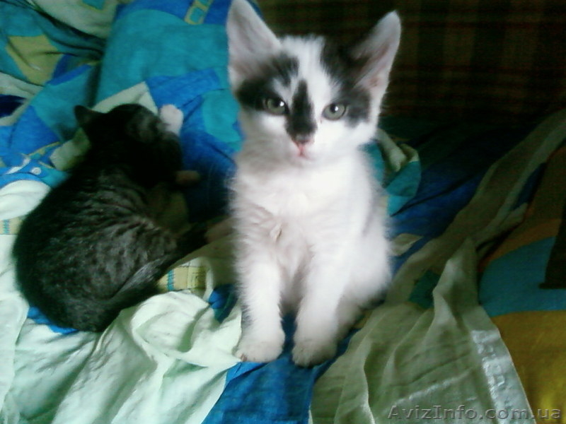 Отдам котяток в хорошие руки - <ro>Изображение</ro><ru>Изображение</ru> #2, <ru>Объявление</ru> #21674
