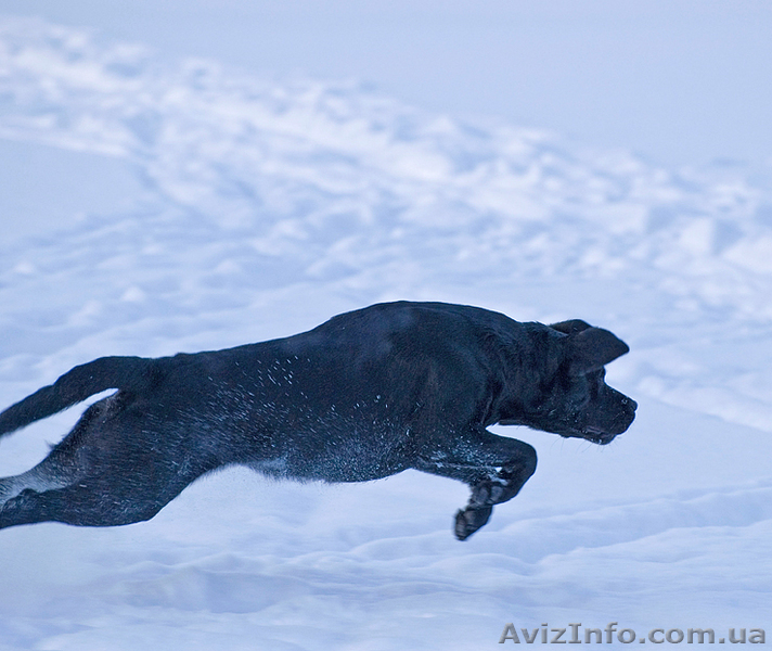 Щенки лабрадора черного окраса в Минске - <ro>Изображение</ro><ru>Изображение</ru> #1, <ru>Объявление</ru> #27455