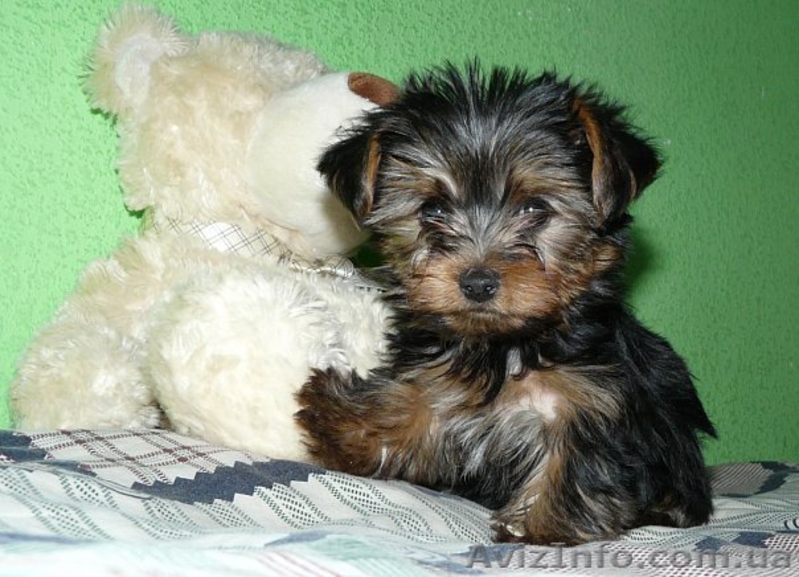 Йоркширский терьер,щенки - <ro>Изображение</ro><ru>Изображение</ru> #1, <ru>Объявление</ru> #23587