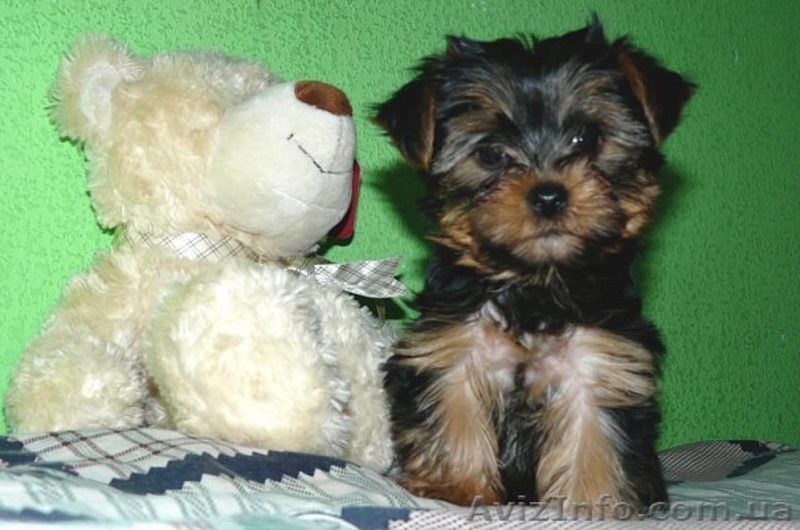 Йоркширский терьер,щенки - <ro>Изображение</ro><ru>Изображение</ru> #2, <ru>Объявление</ru> #23587