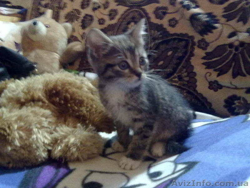 Метис норвежца, 1.5 мес. - <ro>Изображение</ro><ru>Изображение</ru> #2, <ru>Объявление</ru> #28834