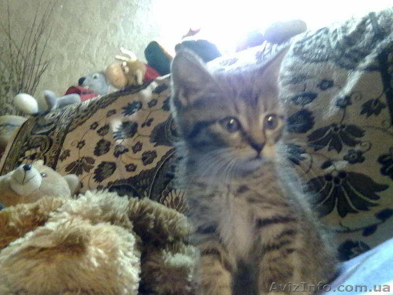 Метис норвежца, 1.5 мес. - <ro>Изображение</ro><ru>Изображение</ru> #1, <ru>Объявление</ru> #28834