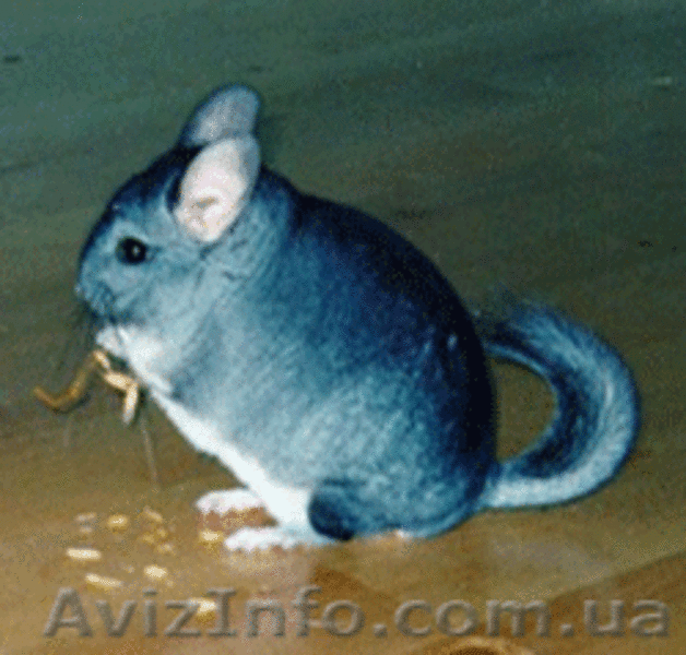 продам шиншиллу-мальчика, р-н Днепровский - <ro>Изображение</ro><ru>Изображение</ru> #1, <ru>Объявление</ru> #34888