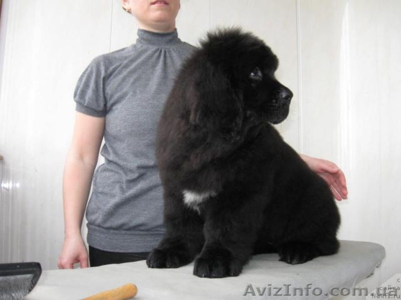 Ньюфаундленда щенки - <ro>Изображение</ro><ru>Изображение</ru> #1, <ru>Объявление</ru> #30405