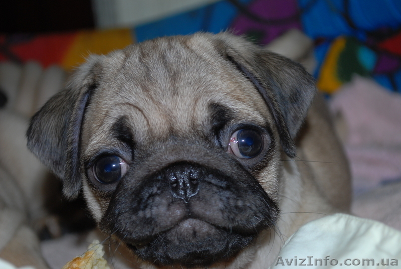 Продаются щенки мопса - <ro>Изображение</ro><ru>Изображение</ru> #3, <ru>Объявление</ru> #23376