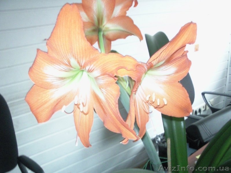 Продаю Гиппеаструм - <ro>Изображение</ro><ru>Изображение</ru> #3, <ru>Объявление</ru> #32704