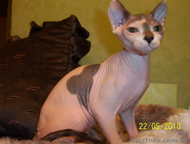 Канадский сфинкс котята, продам. - <ro>Изображение</ro><ru>Изображение</ru> #1, <ru>Объявление</ru> #37045
