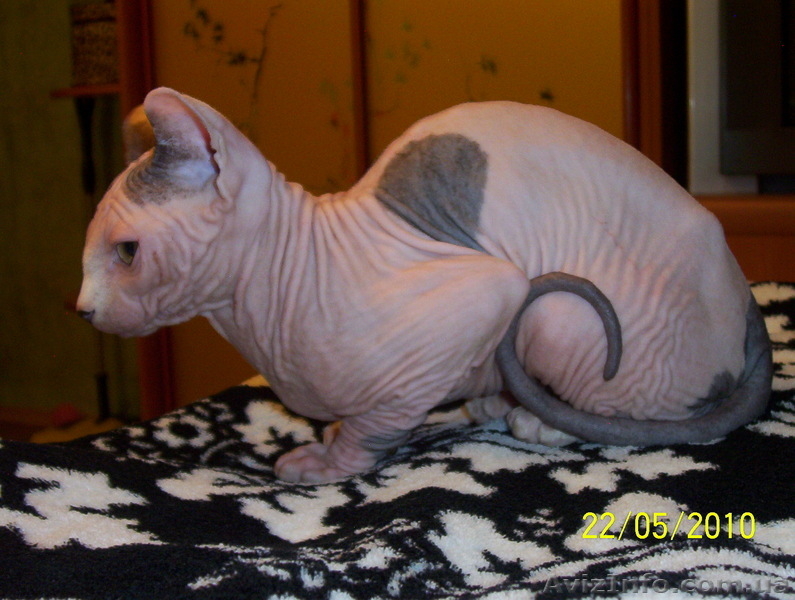 Канадский сфинкс котята, продам. - <ro>Изображение</ro><ru>Изображение</ru> #2, <ru>Объявление</ru> #37045