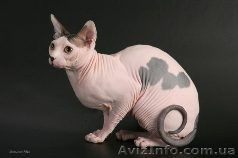 Канадский сфинкс котята, продам. - <ro>Изображение</ro><ru>Изображение</ru> #3, <ru>Объявление</ru> #37045