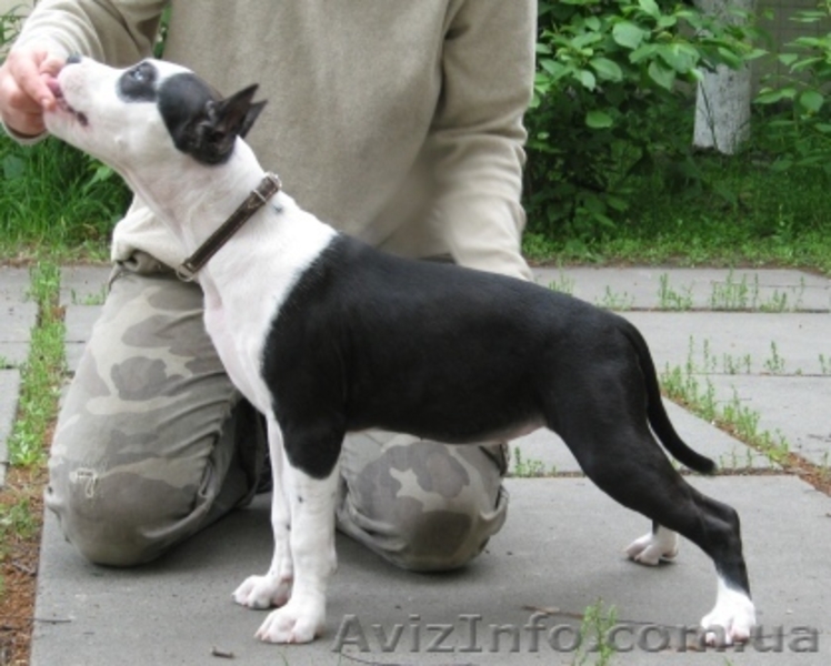 Щенок ШОУ-класса девочка Ам. Стаф. Терьер - <ro>Изображение</ro><ru>Изображение</ru> #4, <ru>Объявление</ru> #35922