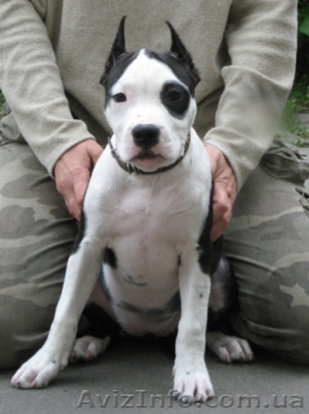 Щенок ШОУ-класса девочка Ам. Стаф. Терьер - <ro>Изображение</ro><ru>Изображение</ru> #1, <ru>Объявление</ru> #35922