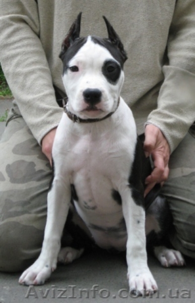 Щенок ШОУ-класса девочка Ам. Стаф. Терьер - <ro>Изображение</ro><ru>Изображение</ru> #2, <ru>Объявление</ru> #35922