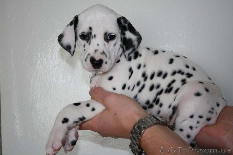 щенки  далматина - <ro>Изображение</ro><ru>Изображение</ru> #2, <ru>Объявление</ru> #29495