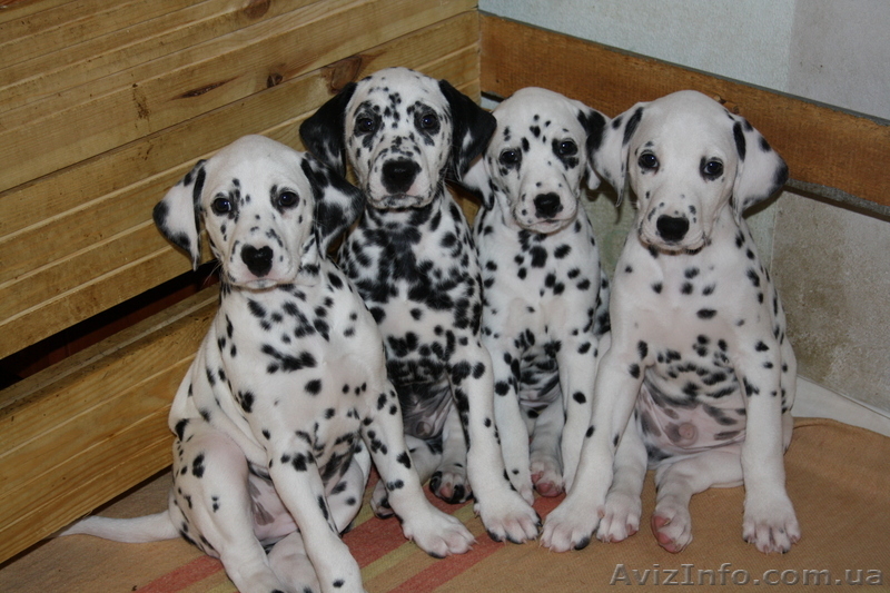 щенки  далматина - <ro>Изображение</ro><ru>Изображение</ru> #1, <ru>Объявление</ru> #29495