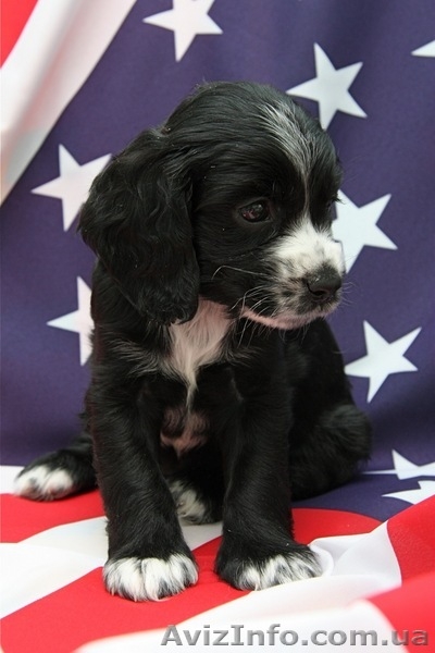 продаю великолепного щенка кокер-спаниеля! - <ro>Изображение</ro><ru>Изображение</ru> #2, <ru>Объявление</ru> #33699