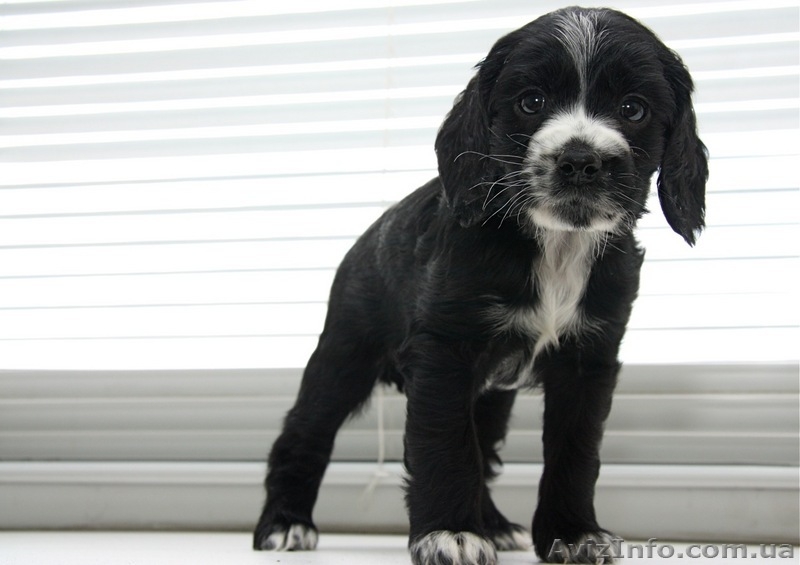 продаю великолепного щенка кокер-спаниеля! - <ro>Изображение</ro><ru>Изображение</ru> #3, <ru>Объявление</ru> #33699