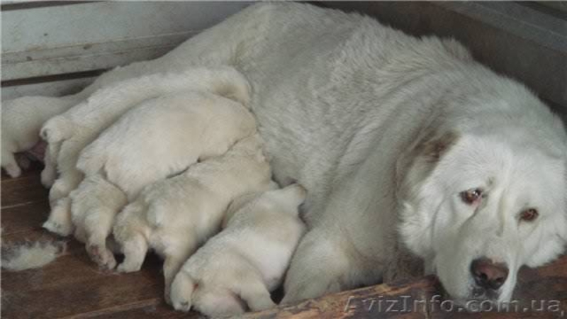 Щенки среднеазиатской овчарки пестрых окрасов - <ro>Изображение</ro><ru>Изображение</ru> #1, <ru>Объявление</ru> #30798