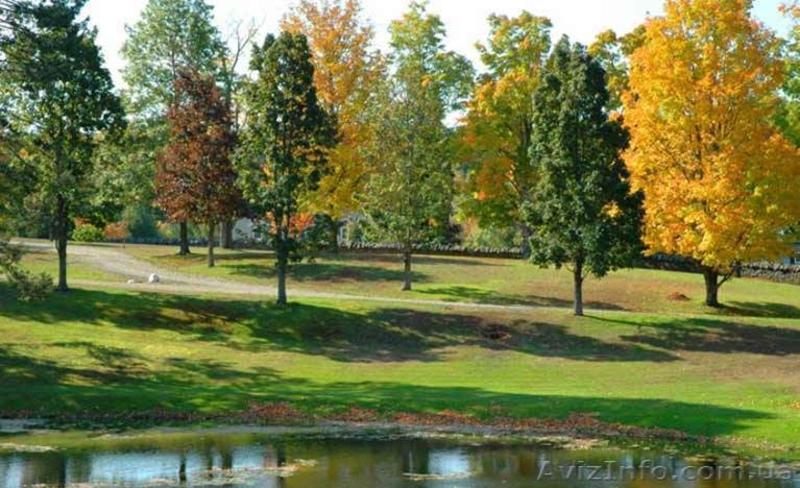 Посадка крупномеров. Пересадка деревьев.  Ландшафтное проектирование.  - <ro>Изображение</ro><ru>Изображение</ru> #4, <ru>Объявление</ru> #27677