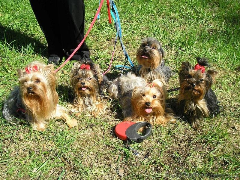 Предлагается Йоркширский терьер - <ro>Изображение</ro><ru>Изображение</ru> #1, <ru>Объявление</ru> #31284